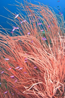 Whip Coral & Fairy Basslets (Pseudanthias tuka) Milne Bay, Papua New Guinea Whip Coral & Fairy Basslets (Pseudanthias tuka) Milne Bay, Papua New Guinea