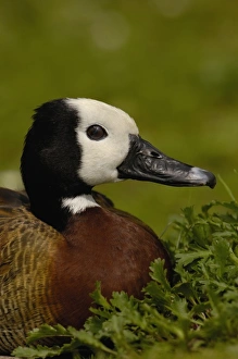 White-faced Whistling Duck (Dendrocygna viduata), captive in Slimbridge Wildfowl White-faced Whistling Duck (Dendrocygna viduata), captive in Slimbridge Wildfowl