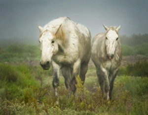 white horses of camargue in field, painterly look white horses of camargue in field, painterly look