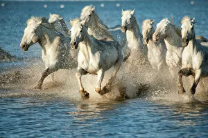 Horses Collection: white horses of camargue, france, running in blue mediteranean water