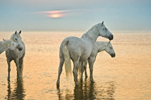 White horses of Camargue, France in water, playful White horses of Camargue, France in water, playful