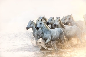 white horses of camargue running in water at sunrise white horses of camargue running in water at sunrise