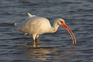 White Ibis (Eudocimus albus) feeding in saline bay White Ibis (Eudocimus albus) feeding in saline bay