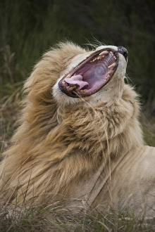 White lion (Panthera leo) lion with half white genes, Inkwenkwezi Private Game Reserve White lion (Panthera leo) lion with half white genes, Inkwenkwezi Private Game Reserve