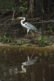 White-necked (Cocoi) Heron (Ardea cocoi), Northern Pantanal, Mato Grosso, Brazil White-necked (Cocoi) Heron (Ardea cocoi), Northern Pantanal, Mato Grosso, Brazil