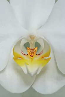 Macro Collection: White Orchid