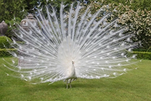 White Peacock. Palazzo Italian Garden Isola Bella. Borromean Islands. Lago Maggiore White Peacock. Palazzo Italian Garden Isola Bella. Borromean Islands. Lago Maggiore
