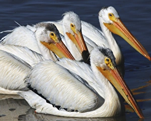 White Pelican Quartet, Summer lake, Oregon, USA White Pelican Quartet, Summer lake, Oregon, USA