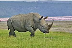 Rhinoceros Collection: White Rhinoceros