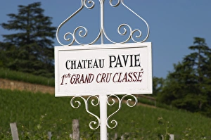 A white sign in the vineyard of Chateau Pavie 1st, premier first Grand Cru Classe A white sign in the vineyard of Chateau Pavie 1st, premier first Grand Cru Classe