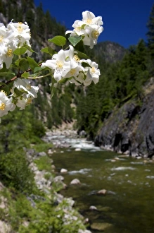 White syringa flowers growing along the East Fork of the South Fork of the Salmon White syringa flowers growing along the East Fork of the South Fork of the Salmon