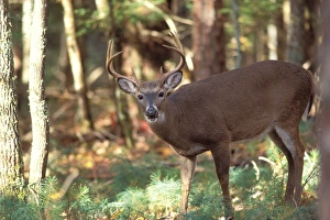 white-tailed deer, Odocoileus virgianus, buck in Smokey Mountain National Park, Tennessee white-tailed deer, Odocoileus virgianus, buck in Smokey Mountain National Park, Tennessee