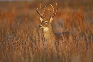 white-tailed deer (Odocoileus virginianus) male with hard antlers, in grassland, Texas white-tailed deer (Odocoileus virginianus) male with hard antlers, in grassland, Texas