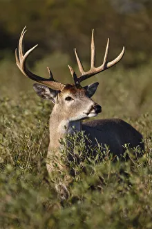 White-tailed Deer (Odocoileus virginianus) dominant male White-tailed Deer (Odocoileus virginianus) dominant male
