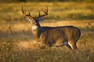 White-tailed Deer (Odocoileus virginianus) adult male (buck), autumn, south Texas, USA White-tailed Deer (Odocoileus virginianus) adult male (buck), autumn, south Texas, USA