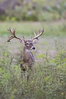 White-tailed Deer (Odocoileus virginianus) in cactus, grass and thornbrush habitat White-tailed Deer (Odocoileus virginianus) in cactus, grass and thornbrush habitat