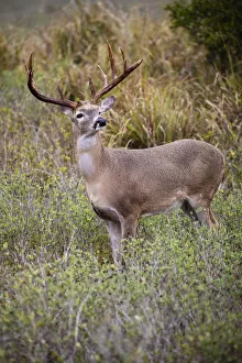 White-tailed deer (Odocoileus virginianus) male White-tailed deer (Odocoileus virginianus) male