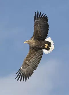 Images Dated 21st February 2016: White-tailed eagle flying Tsurui-Mura Crane Reserve, Hokkaido, Japan