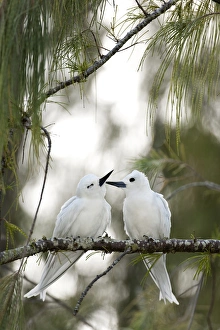 White Terns (Gygis alba rothschildi) courting White Terns (Gygis alba rothschildi) courting