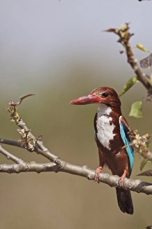 White Throated Kingfisher, Corbett National Park, India