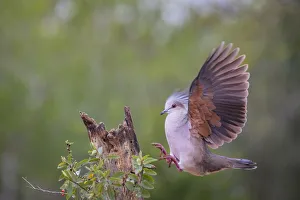 White-tipped dove (Leptotila verreauxi) landing on stump White-tipped dove (Leptotila verreauxi) landing on stump