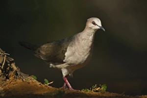 White-tipped Dove (Leptotila virreauxi) emerginf from shadows in south Texas White-tipped Dove (Leptotila virreauxi) emerginf from shadows in south Texas