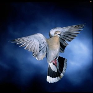 White Winged Dove, Imokalee Florida, bpfriel AA 2003, #00757, High speed flash effective White Winged Dove, Imokalee Florida, bpfriel AA 2003, #00757, High speed flash effective