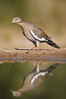 White-winged Dove (Zenaida asiatica) adult on ground foraging for seeds, south Texas, USA White-winged Dove (Zenaida asiatica) adult on ground foraging for seeds, south Texas, USA