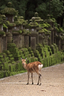 A wild deer stands next to a long line of stone lanterns at the entrance to Kasuga A wild deer stands next to a long line of stone lanterns at the entrance to Kasuga