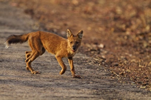 Wild Dog on the move, Tadoba Andheri Tiger Reserve (TATR), India Wild Dog on the move, Tadoba Andheri Tiger Reserve (TATR), India