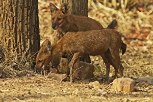 Wild Dogs, Tadoba Andheri Tiger Reserve (TATR), India Wild Dogs, Tadoba Andheri Tiger Reserve (TATR), India