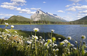 Wild flowers, Mt Rundle, Vermillion Lake, Banff National Park, Alberta, Canada Wild flowers, Mt Rundle, Vermillion Lake, Banff National Park, Alberta, Canada
