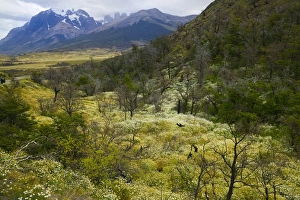Wild flowers surround dead burned tree, Torres del Paine National Park, Patagonia, Chile Wild flowers surround dead burned tree, Torres del Paine National Park, Patagonia, Chile