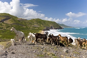Wild goat herd overlooking Frigate Bay, southeast peninsula, St Kitts, Caribbean Wild goat herd overlooking Frigate Bay, southeast peninsula, St Kitts, Caribbean