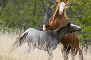 Wild horses fighting in Theodore Roosevelt National Park in North Dakota Wild horses fighting in Theodore Roosevelt National Park in North Dakota