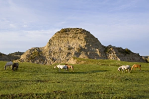 Wild horses graze in Theodore Roosevelt National Park in North Dakota Wild horses graze in Theodore Roosevelt National Park in North Dakota