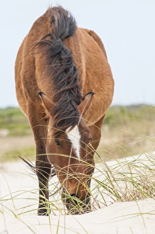 Wild mustangs or banker horses (Equus ferus caballus) in Currituck National Wildlife Refuge Wild mustangs or banker horses (Equus ferus caballus) in Currituck National Wildlife Refuge
