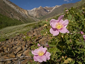 Wild rose, McGee Creek area, Eastern Sierras, California Wild rose, McGee Creek area, Eastern Sierras, California