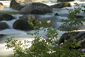 Wild roses along the bank of Slough Creek in Yellowstone National Park, Wyoming Wild roses along the bank of Slough Creek in Yellowstone National Park, Wyoming