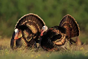 Wild Turkey, Meleagris gallopavo, males displaying, Lake Corpus Christi, Texas, USA Wild Turkey, Meleagris gallopavo, males displaying, Lake Corpus Christi, Texas, USA