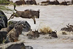 Wildebeest In Water Prints: Wildebeest jumping