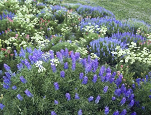 Wildflowers, Blue-Pod Lupine, Lupinus Polphyllus, Cow Parsnip(Heracleum Maximum), Indian Paintbrush Wildflowers, Blue-Pod Lupine, Lupinus Polphyllus, Cow Parsnip(Heracleum Maximum), Indian Paintbrush