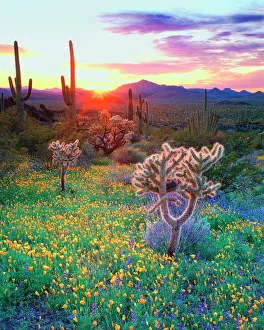 Wildflowers and cacti at sunset in Organ Pipe Cactus National Park, AZ Wildflowers and cacti at sunset in Organ Pipe Cactus National Park, AZ