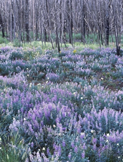 Wildflowers after a Forest Fire, Sawtooth NRA, Idaho, USA Wildflowers after a Forest Fire, Sawtooth NRA, Idaho, USA