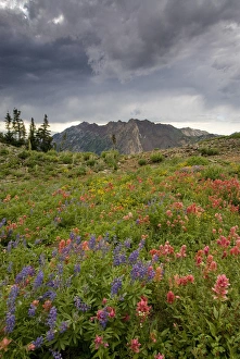 Wildflowers and Mount Superior, Alta Ski Resort, Uinta -Wasatch- Cache National Forest Wildflowers and Mount Superior, Alta Ski Resort, Uinta -Wasatch- Cache National Forest