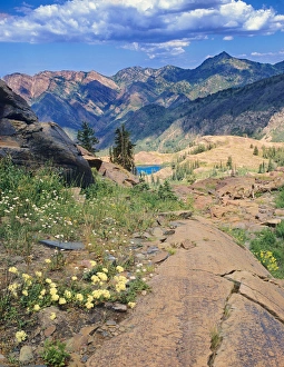 Wildflowers & Quartzite from above Lake Blanche, Twin Peaks Wilderness, Uinta Wasatch-Cache Wildflowers & Quartzite from above Lake Blanche, Twin Peaks Wilderness, Uinta Wasatch-Cache