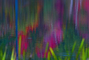 As the wind blew the reflections of leaves on the pond, this abstract pattern resulted As the wind blew the reflections of leaves on the pond, this abstract pattern resulted