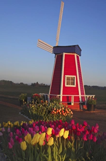 Wind Mill at the Tulip Festival, Woodburn, Oregon, USA Wind Mill at the Tulip Festival, Woodburn, Oregon, USA