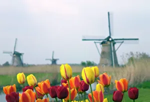 Kinderdijk Windmills Prints: Windmills and tulips