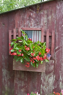 Window Box planter with Red Dragon Wing Begonias (Begonia x hybrida) and American Window Box planter with Red Dragon Wing Begonias (Begonia x hybrida) and American